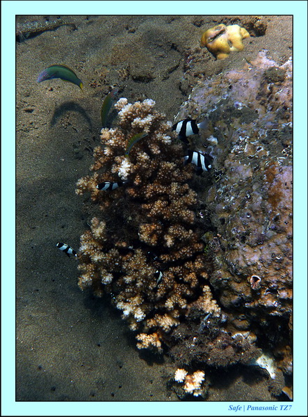 2012 - 07 - Dauin Sanctuary 39